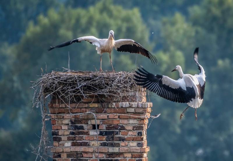 Professional Chimney Animal Removal Services in Waukegan, Illinois