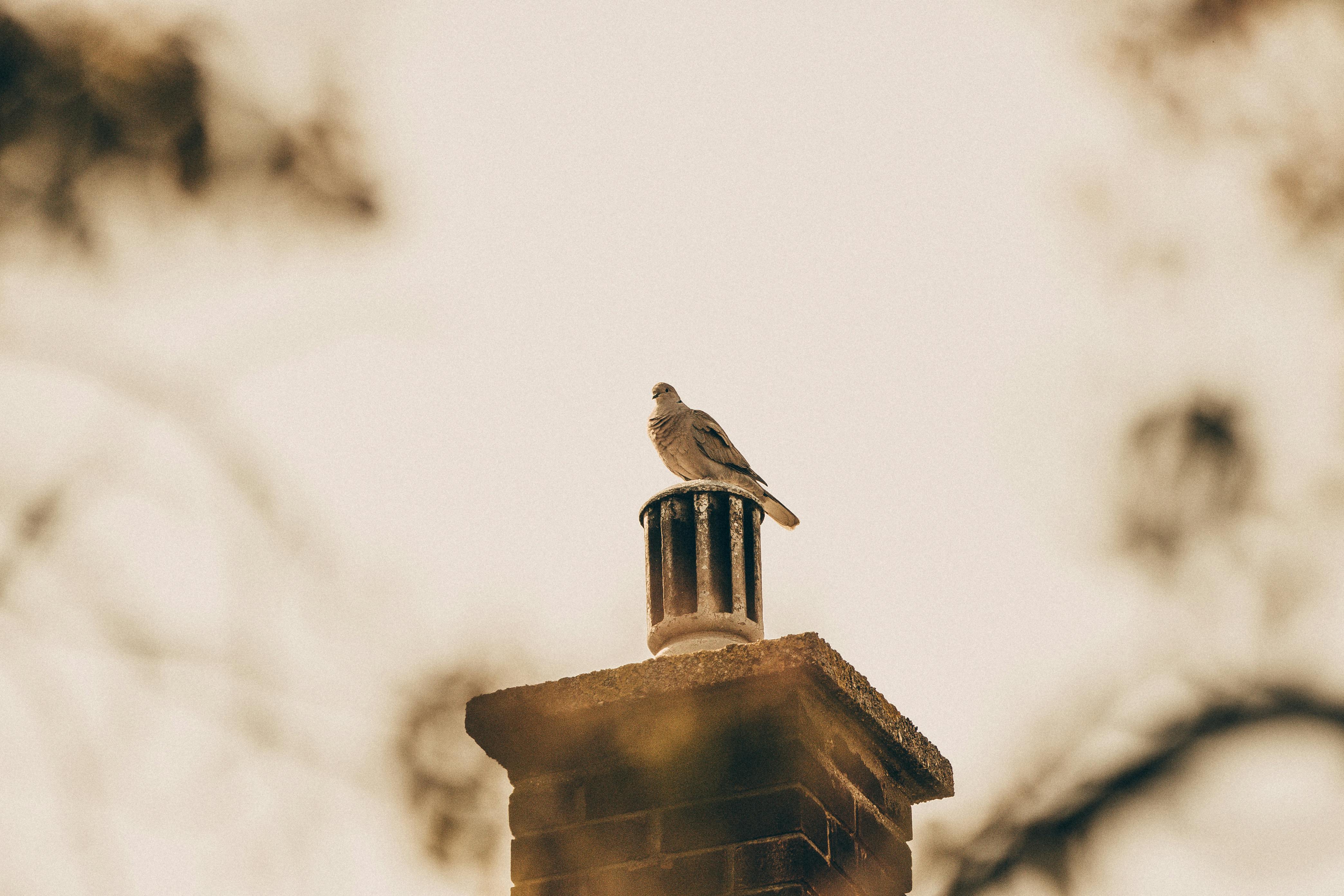 Professional Chimney Cap Installation Services in Waukegan, IL Expert Chimney Cap Installation in Waukegan, Illinois